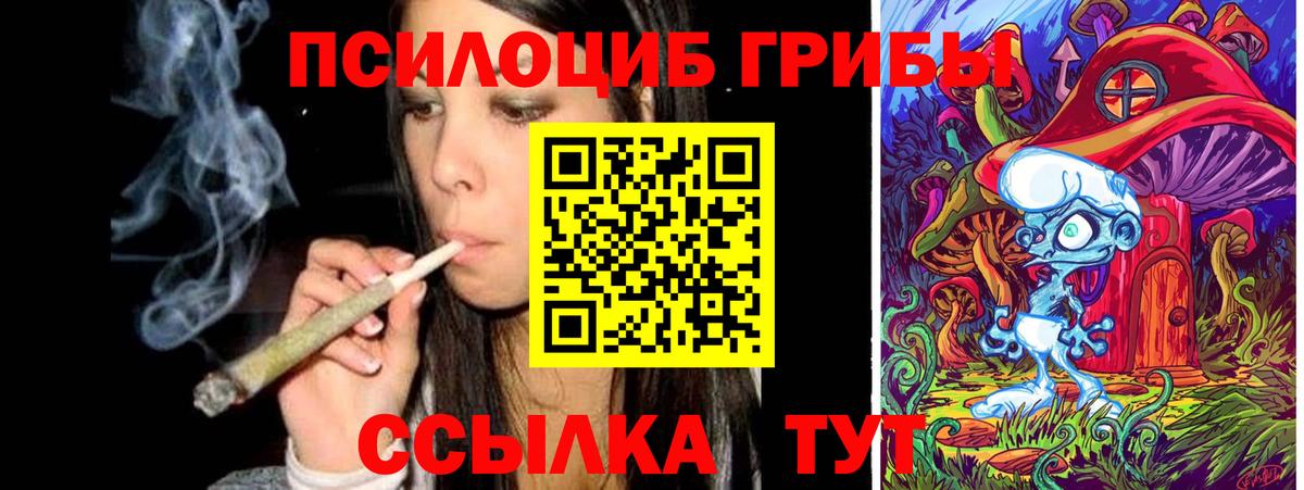 Галлюциногенные грибы Psilocybe Гусиноозёрск